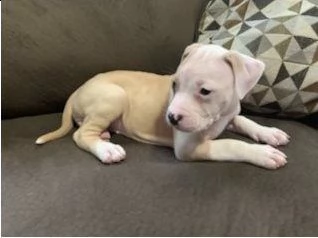 cuccioli american pitbull red nose
