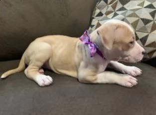 cuccioli american pitbull red nose | Foto 0