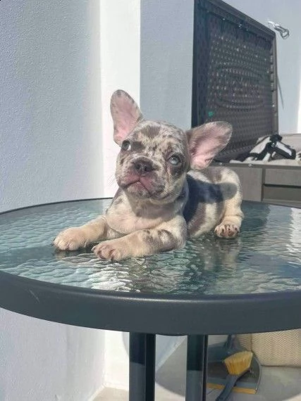 affetuosi cuccioli di bouledogue francese | Foto 1