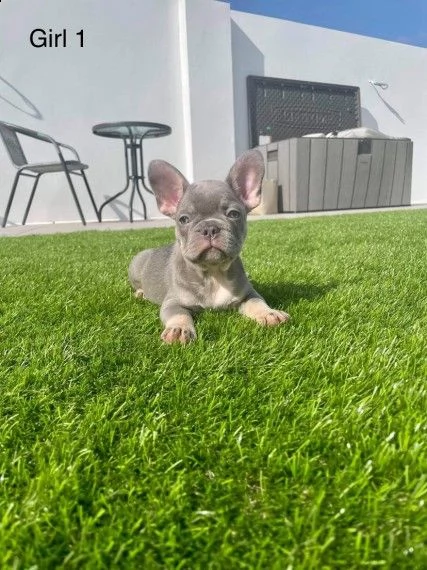 affetuosi cuccioli di bouledogue francese | Foto 0