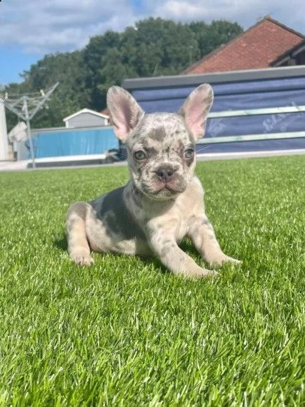 affetuosi cuccioli di bouledogue francese