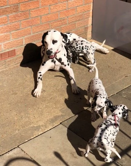 cuccioli dalmata con pedigree allevamento riconosciuto enci- cuccioli disponibili  genitori udenti b