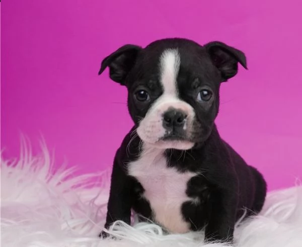 boston terrier cuccioli introvabili cuccioli di boston terrier intelligenti e dolcissimi attaccati a