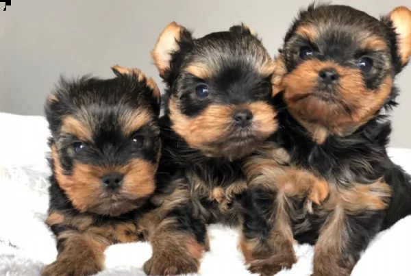 cuccioli di yorkshere terrier in vendita | Foto 1