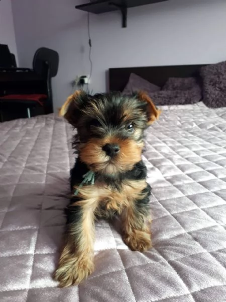 cuccioli di yorkshere terrier in vendita