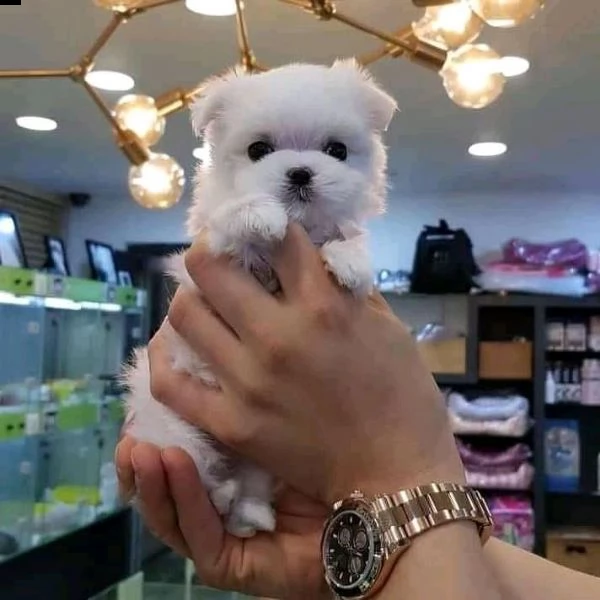 cuccioli di maltese 