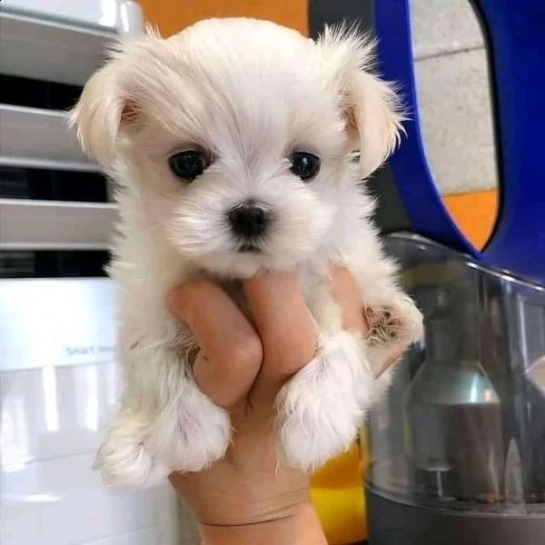 1 maltese toy 