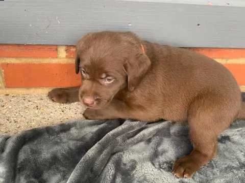 labrador chocolate cuccioli | Foto 0