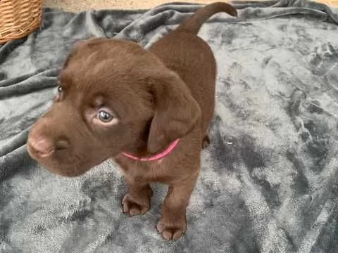 labrador chocolate cuccioli