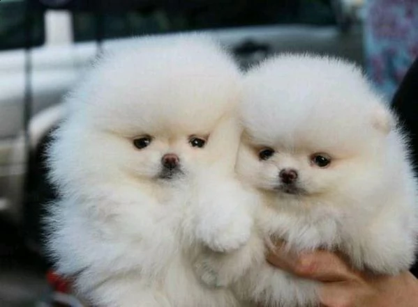 cuccioli di spitz di pomerania