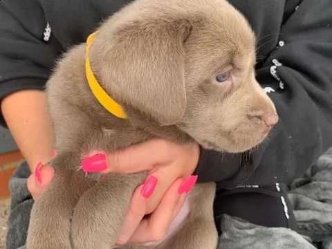 labrador cioccolato disponibili subito