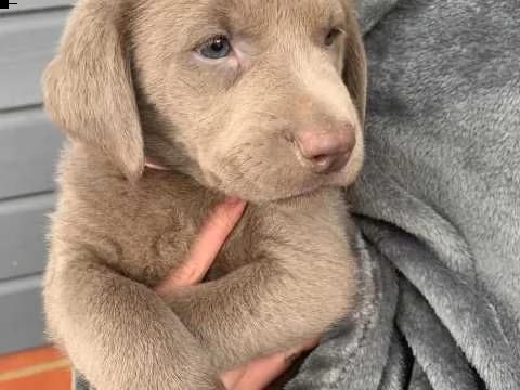 labrador cioccolato disponibili subito | Foto 0