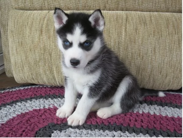 regalo husky