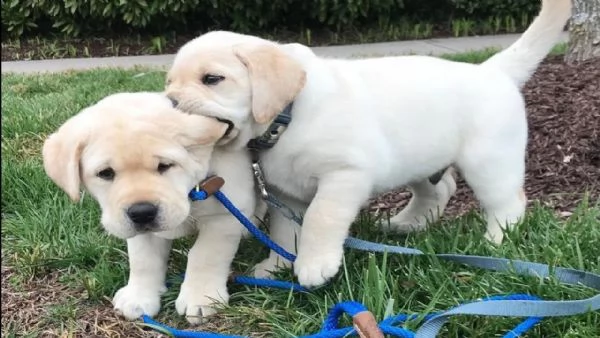 cuccioli di labrador retriever maschi e femmine in cerca di una nuova casa