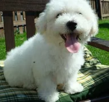 bichon frise 