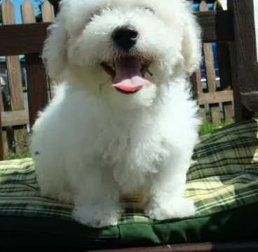 bichon frise  | Foto 0
