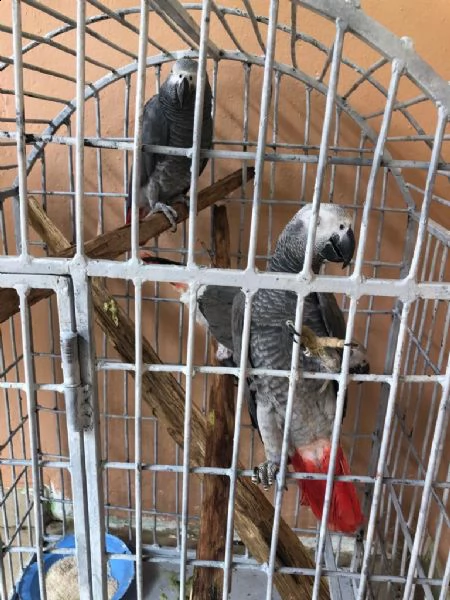 bellissimo pappagallo