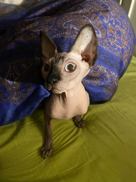 canadian sphynx  | Foto 4