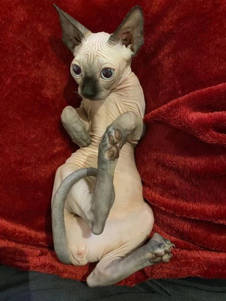 canadian sphynx  | Foto 3