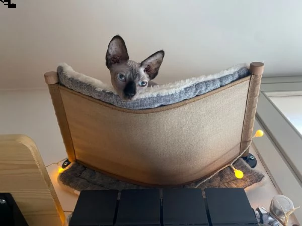 canadian sphynx  | Foto 2