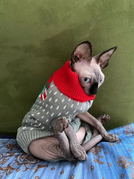 canadian sphynx  | Foto 1