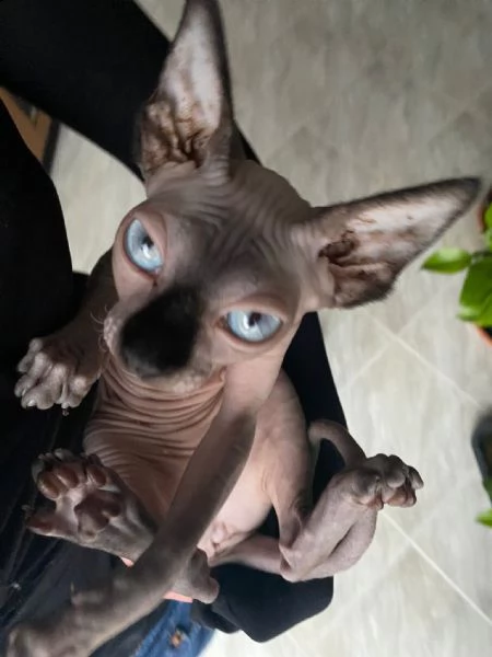 canadian sphynx  | Foto 0