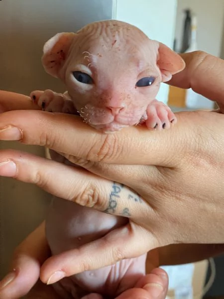 canadian sphynx | Foto 5