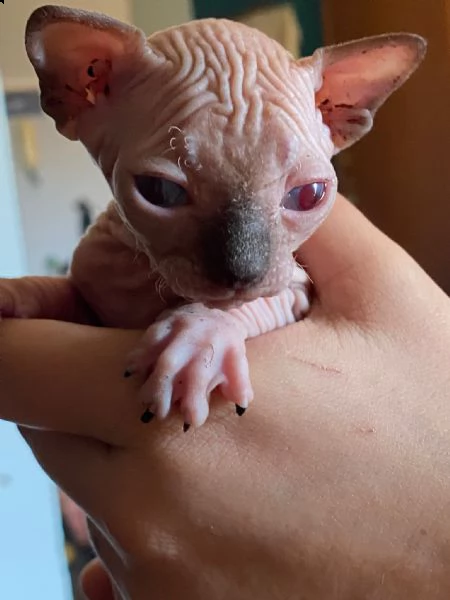 canadian sphynx | Foto 4