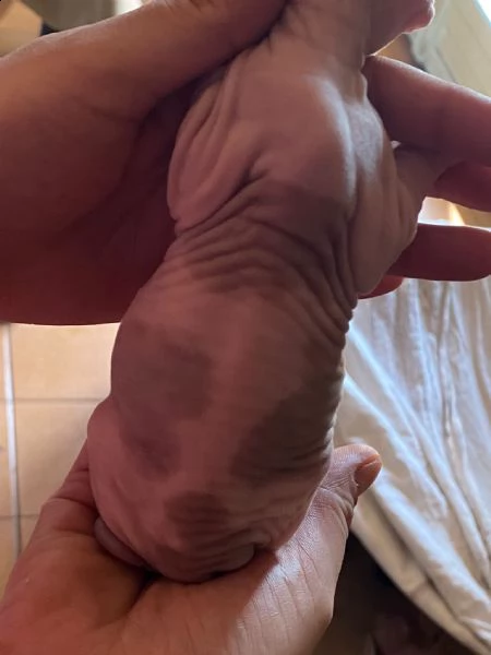 canadian sphynx | Foto 3