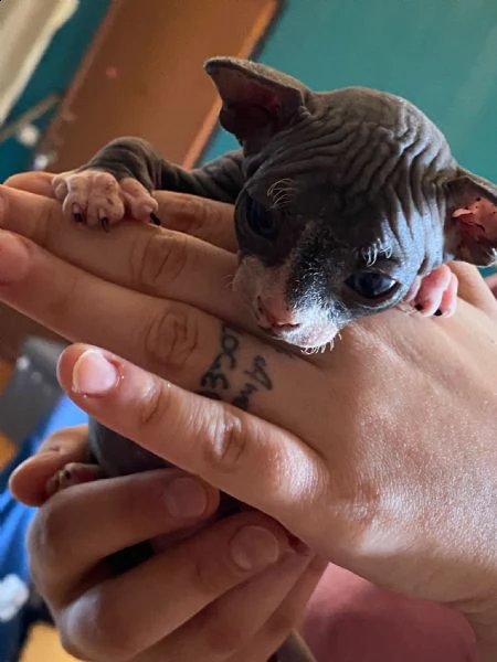 canadian sphynx | Foto 2