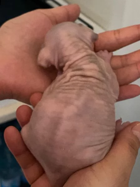 canadian sphynx | Foto 1