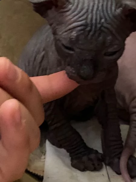 canadian sphynx | Foto 0