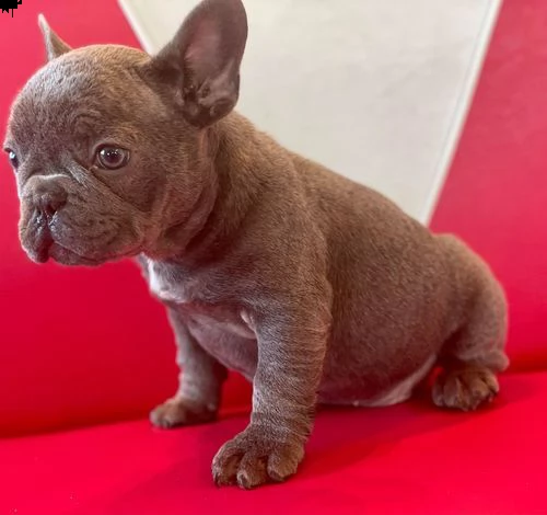 regalo bulldog frances meravigliosi