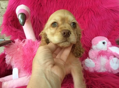 regalo cuccioli cocker spaniel