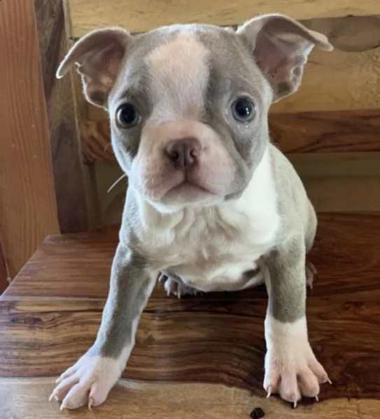 cuccioli di bulldog francese per l'adozione