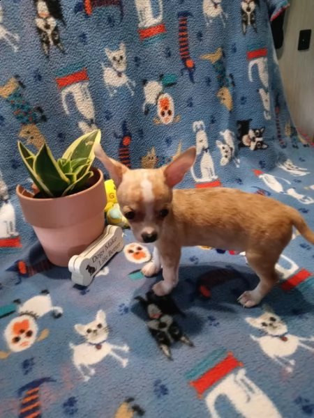 regalo chihuahua meravigliosi