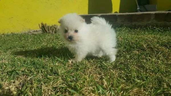 cucciolo spitz nano pomeranian