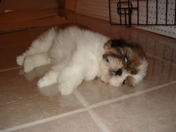 cuccioli di shitzu maschio e femmina | Foto 0