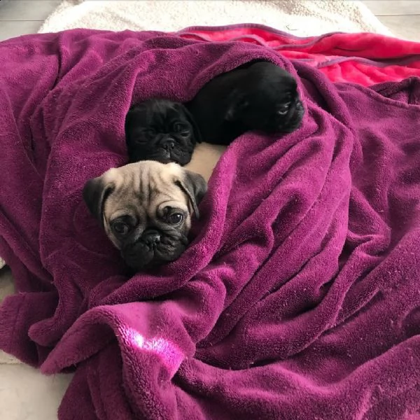 regalo cuccioli di carlino