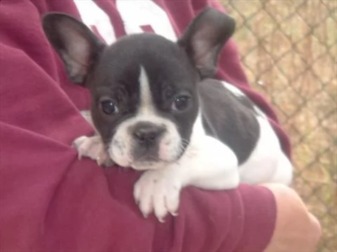 cuccioli di bulldog francese , di circa 90 giorni, 1 maschio e 2 femmine