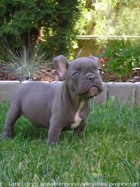 bellissimi cuccioli bouledogue francese