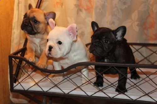 adorabili cuccioli di bulldog francese