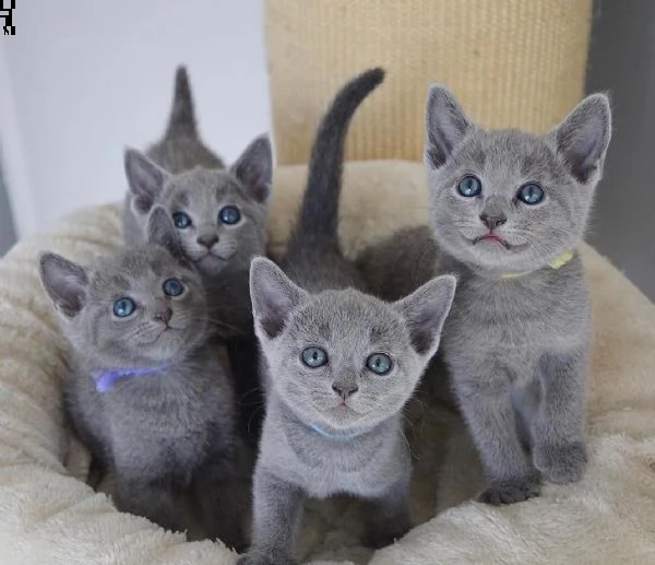 gattini blu di russia in adozione