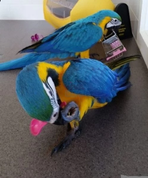 pappagalli ara una coppia