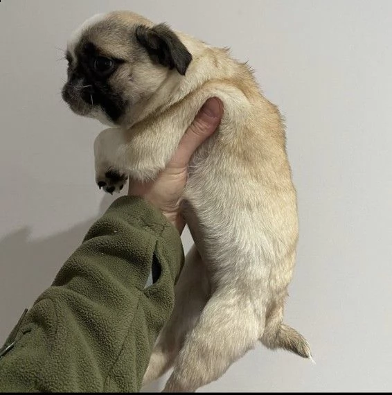 regalo cuccioli di carlino  in pronta consegna provvisti di: • microchip, • due vaccini, • sverminaz