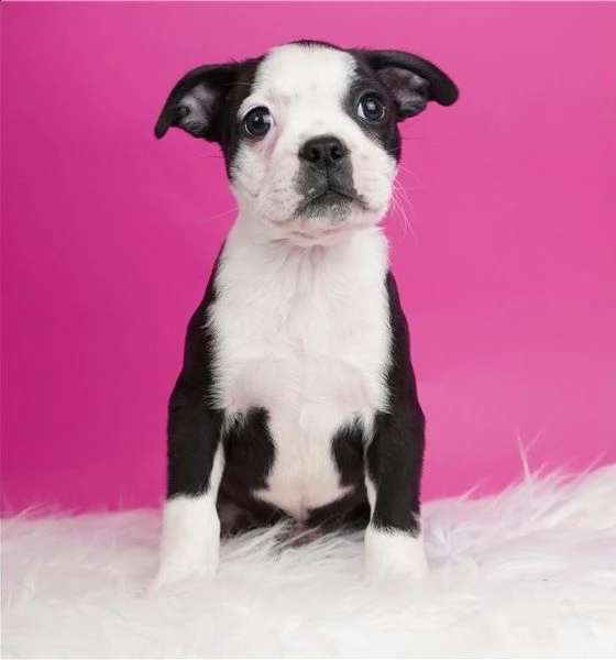 regalo cuccioli di boston terrier disponiamo di una cucciolata di boston terrier ,con microchip,2 va