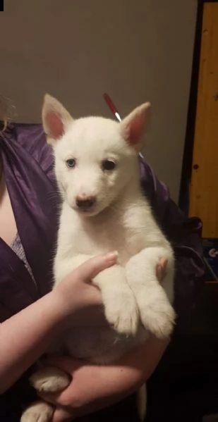 straordinari siberian husky preordine di bellissimi husky siberiani. i cuccioli sono ancora in fase 