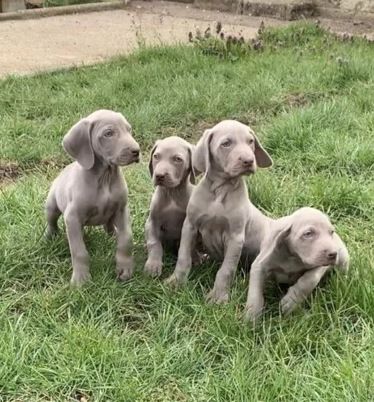 weimaraner cuccioli introvabili cuccioli di weimaraner intelligenti e dolcissimi attaccati al padron