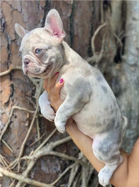 regalo bulldog francese cucciolata