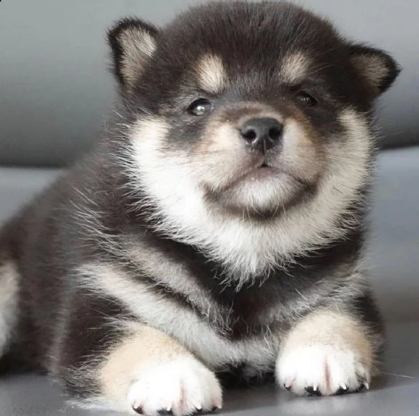  regalo bellissimi cuccioli allevati shih-tzu, colore bianco e nero.